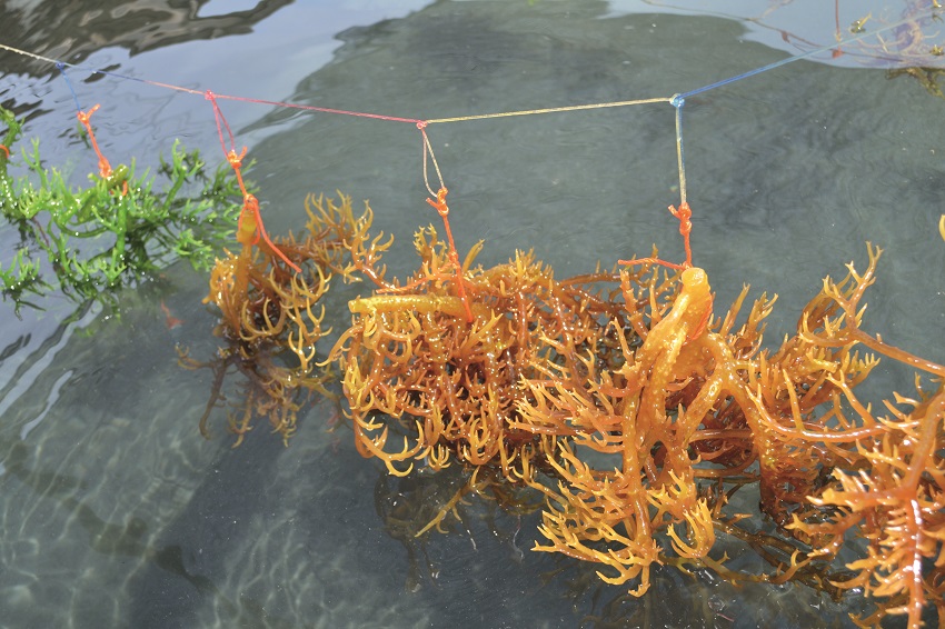 Kappaphycus alvarezii