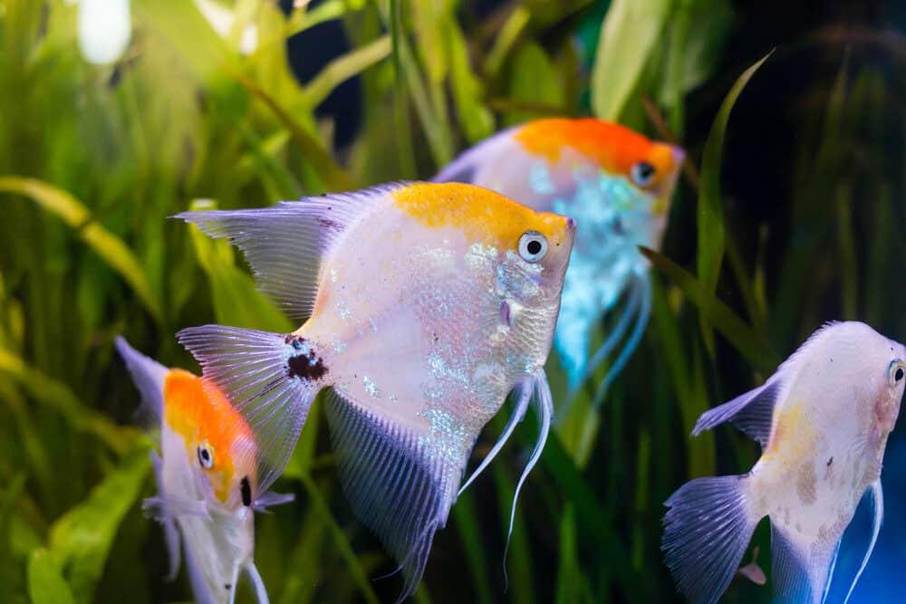 Freshwater Angelfish