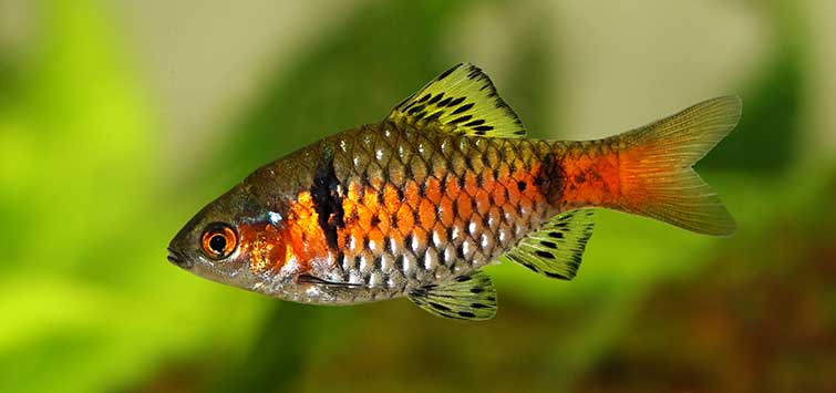 Freshwater Barb