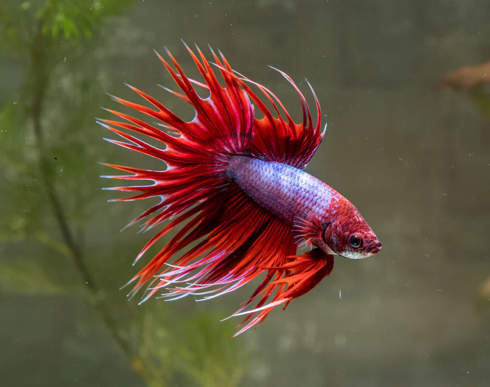 Freshwater Betta