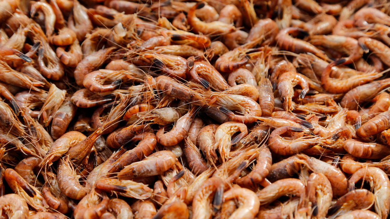 Brown Shrimp