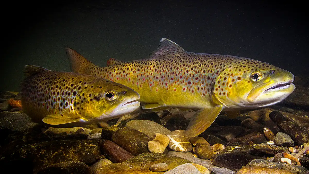 Brown Trout