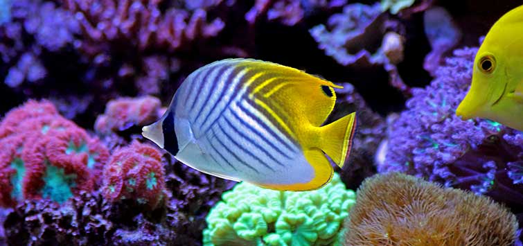 Marine Butterflyfish