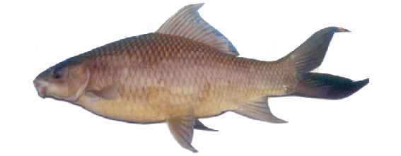 Freshwater Calbasu