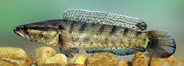 Freshwater Channa Punctatus