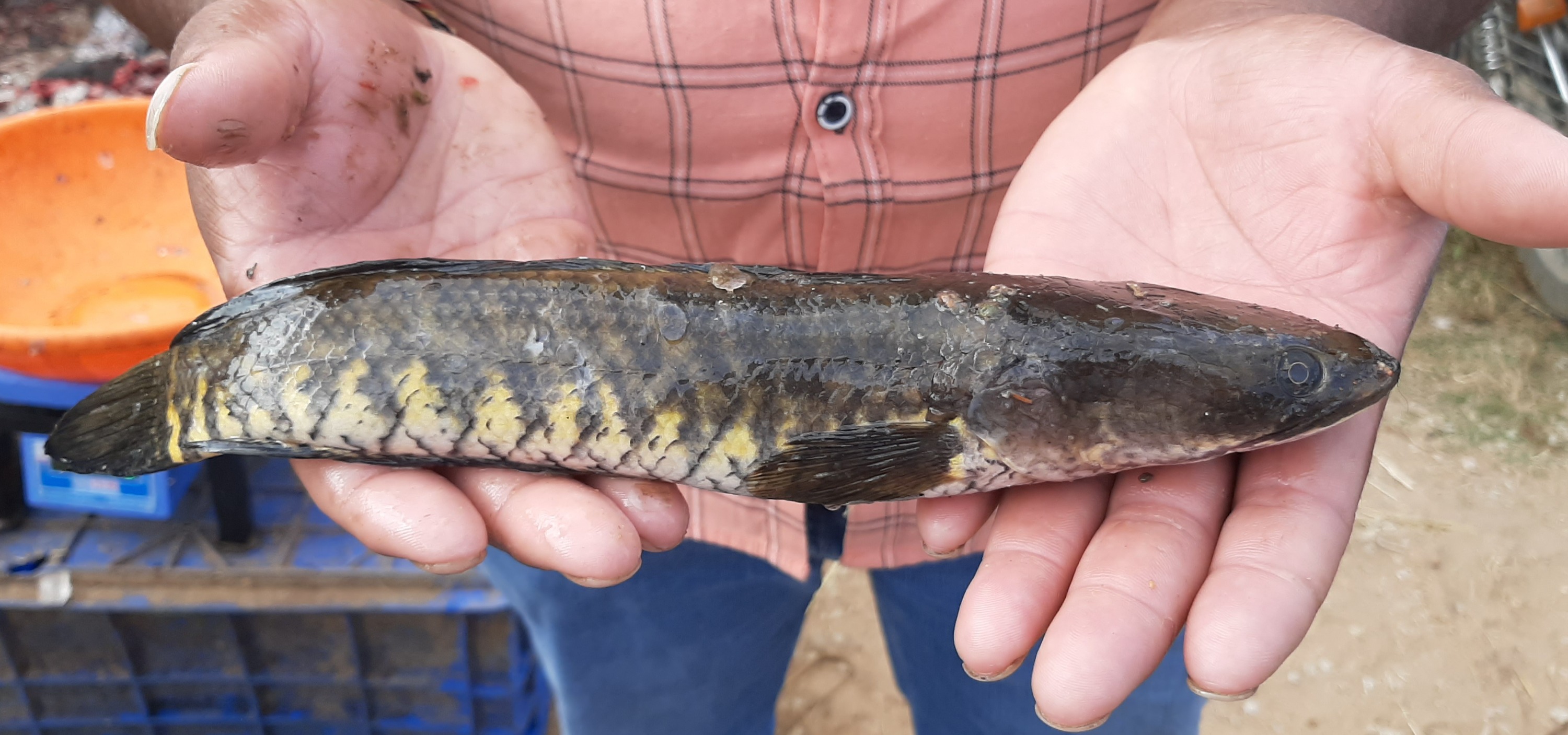 Freshwater Channa Marulius