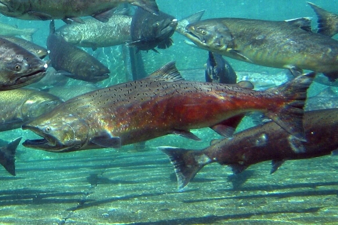 Chinook Salmon