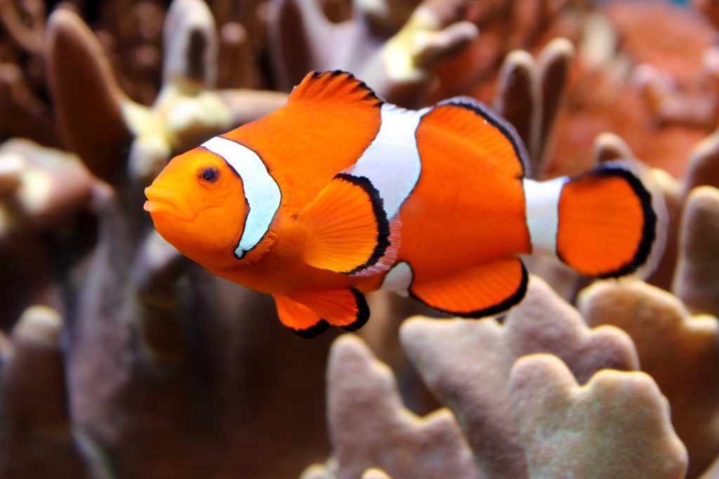 Marine Clownfish