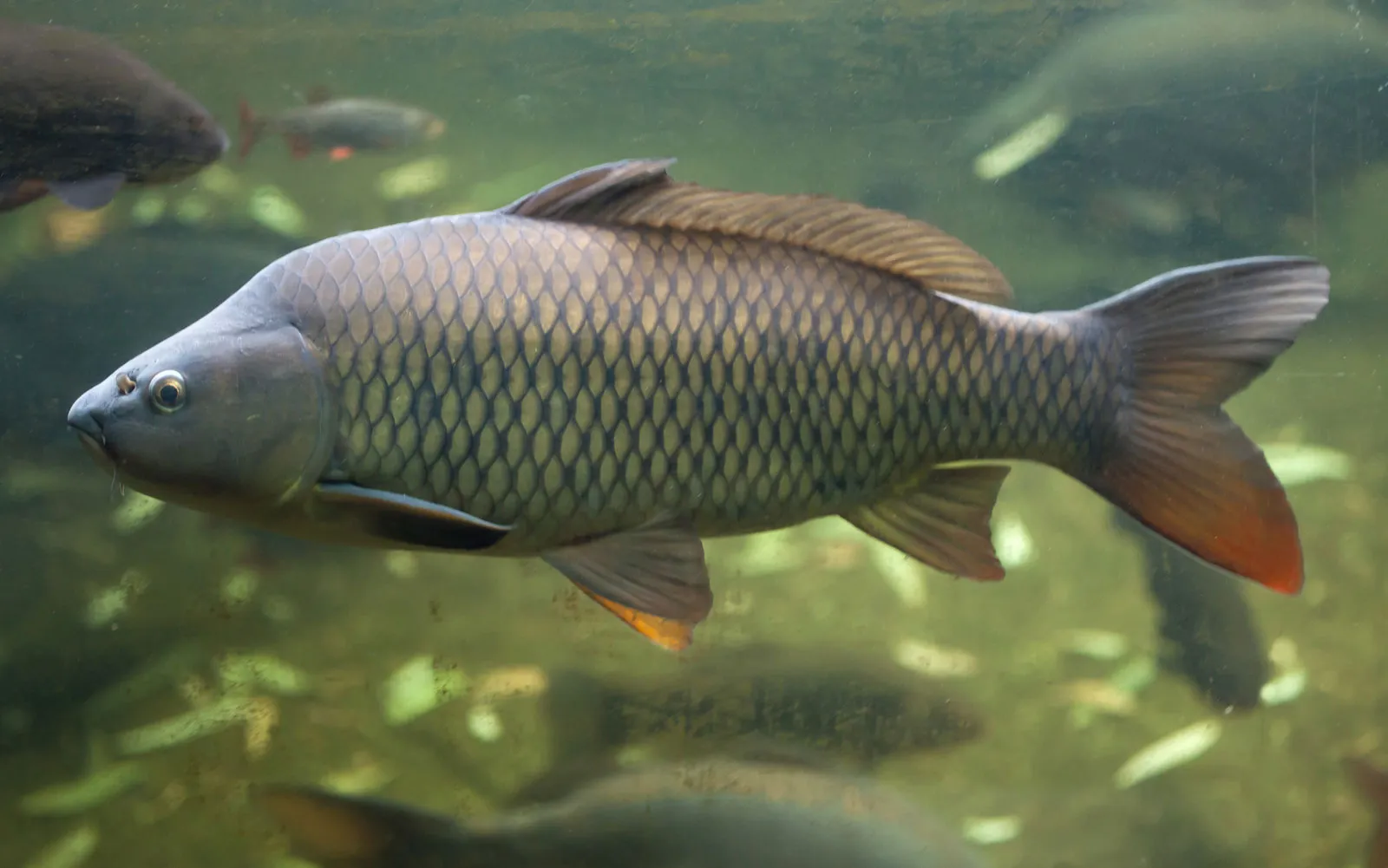 Freshwater Common Carp