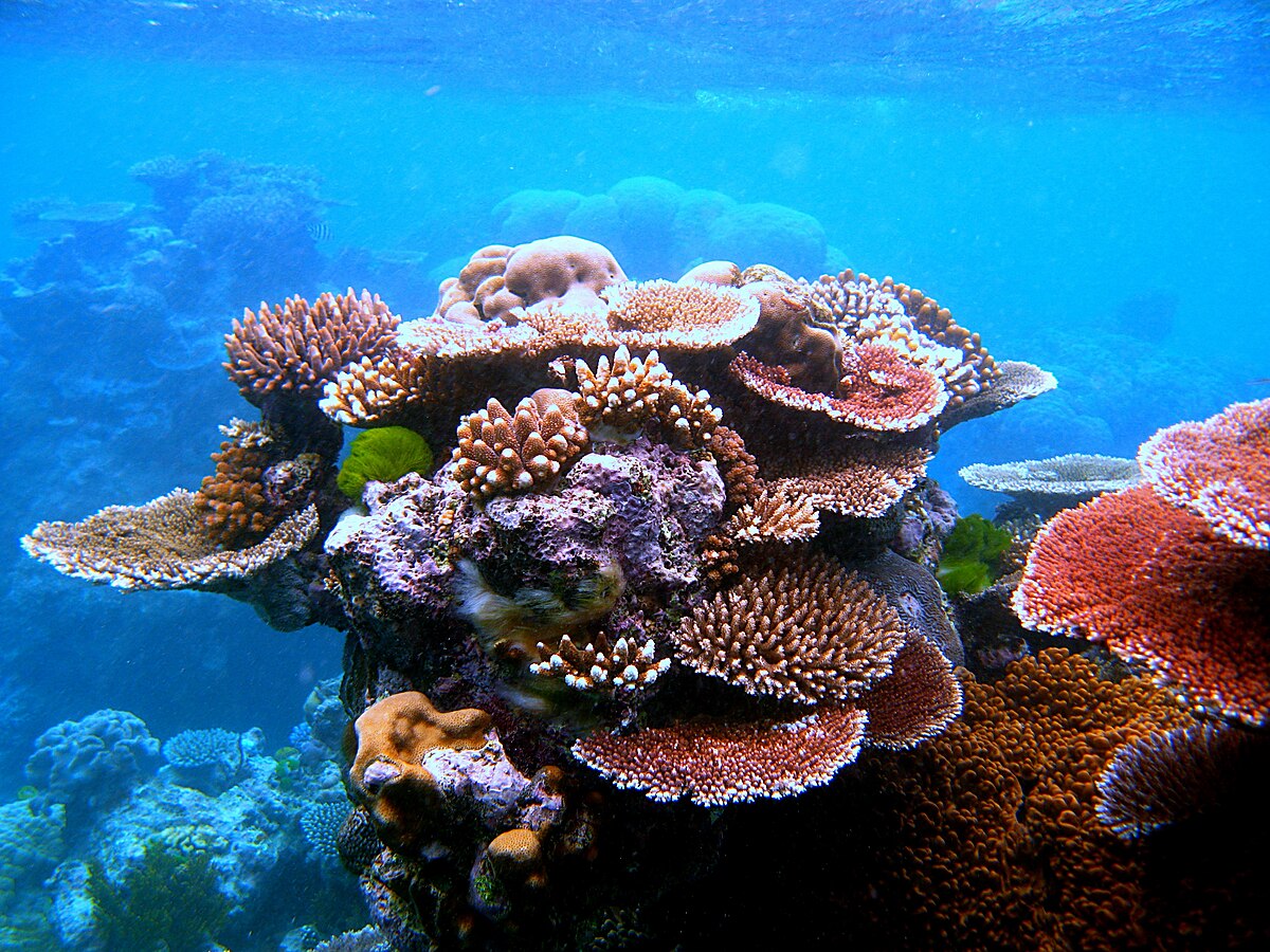 Marine Corals