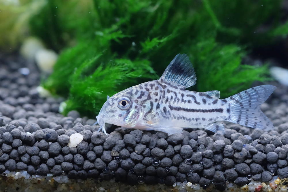 Freshwater Corydoras