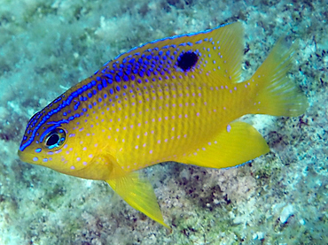 Marine Damselfish