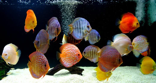 Freshwater Discus