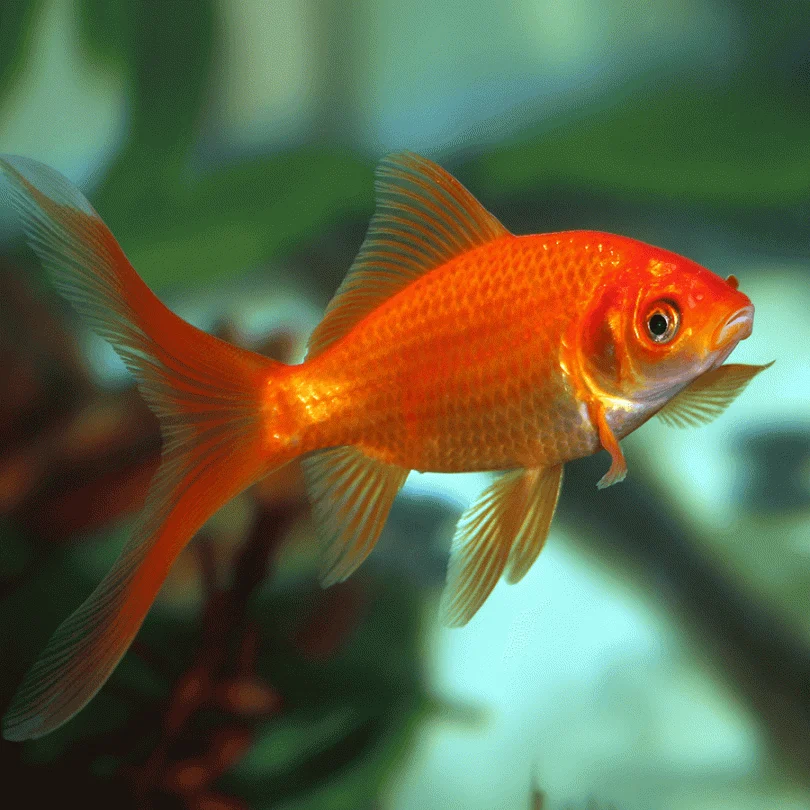 Freshwater Goldfish