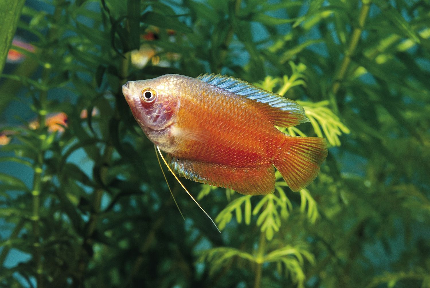 Freshwater Gourami
