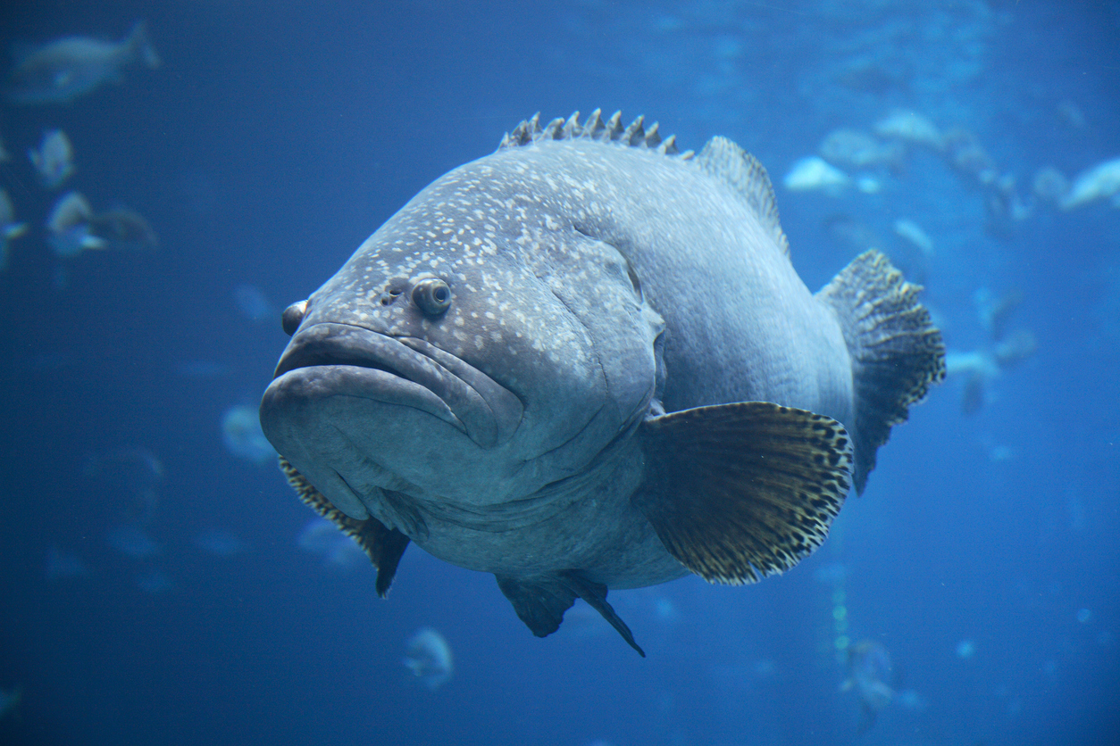 Marine Grouper