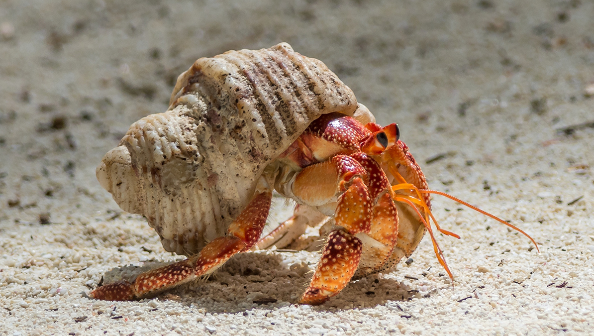 Hermit Crab