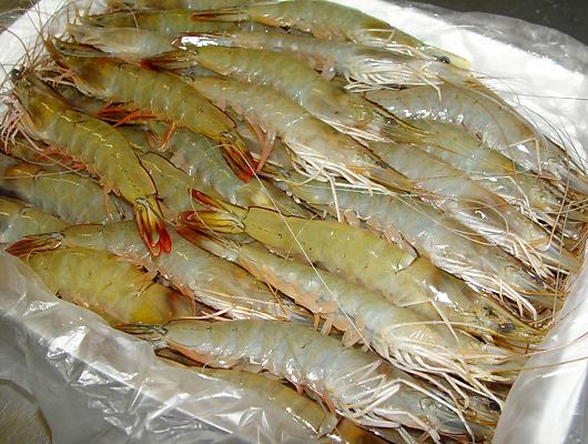 Indian White Shrimp