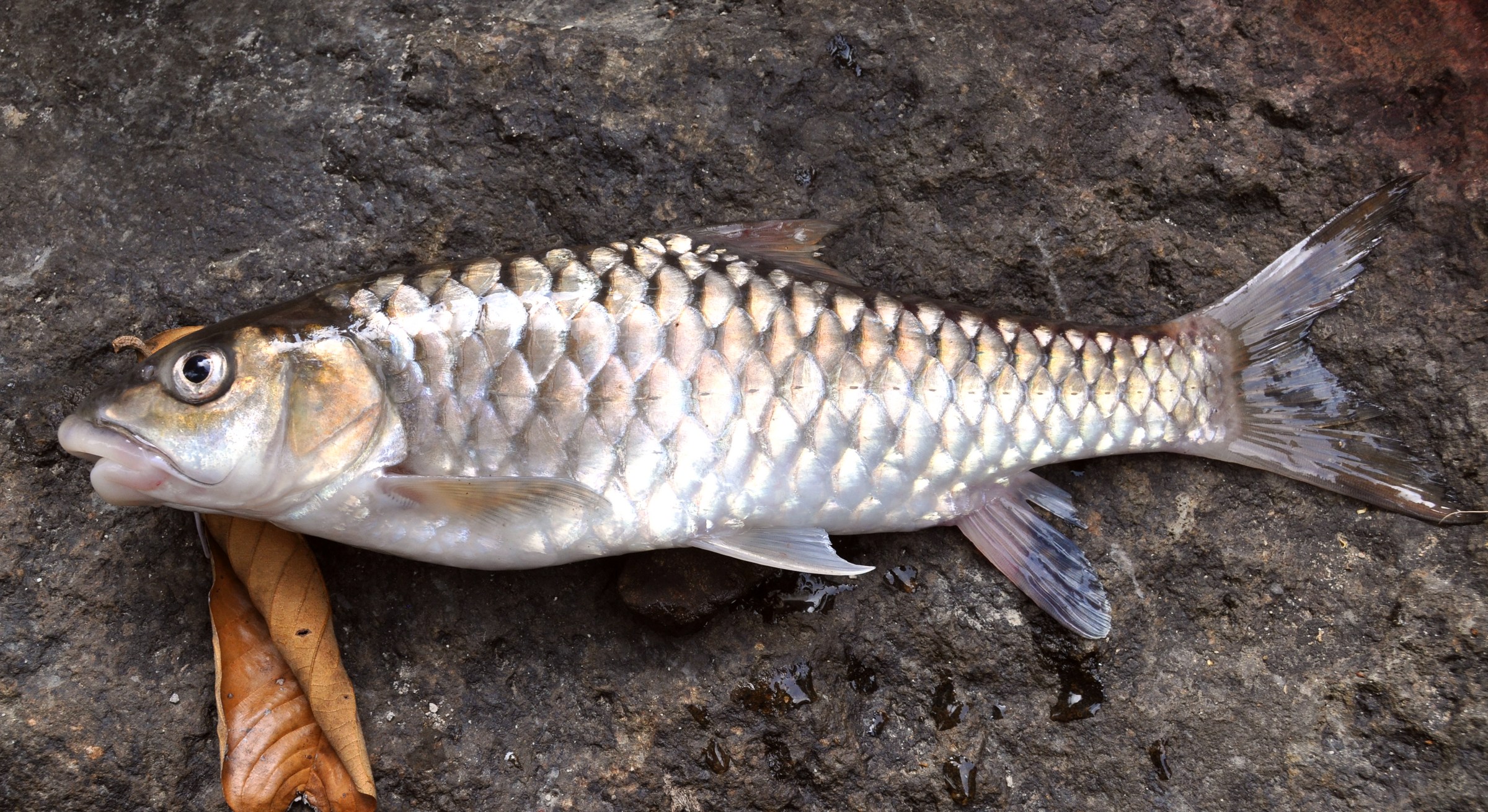 Freshwater Mahseer