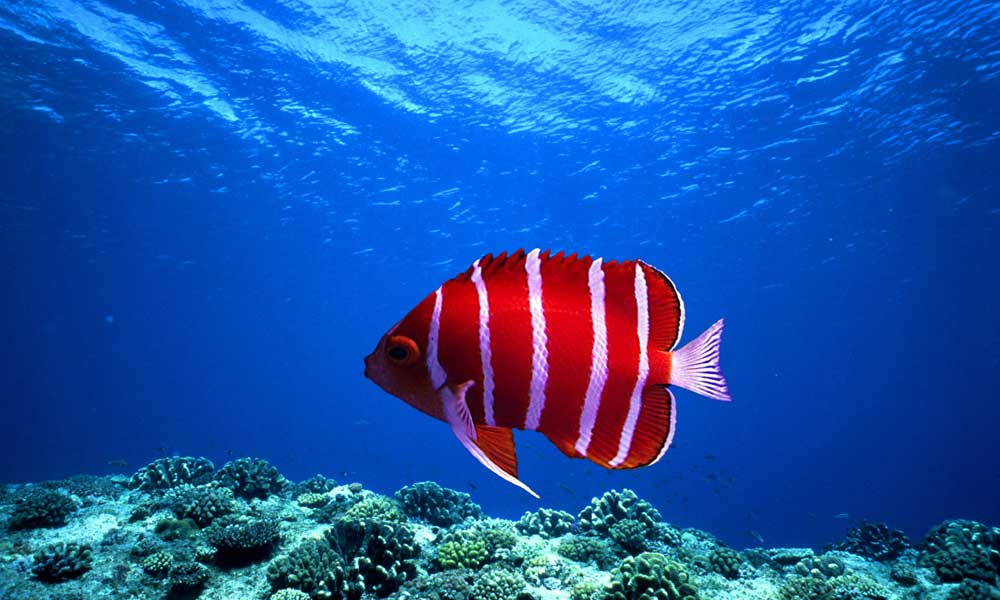 Marine Angelfish