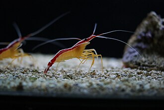 Marine Shrimp