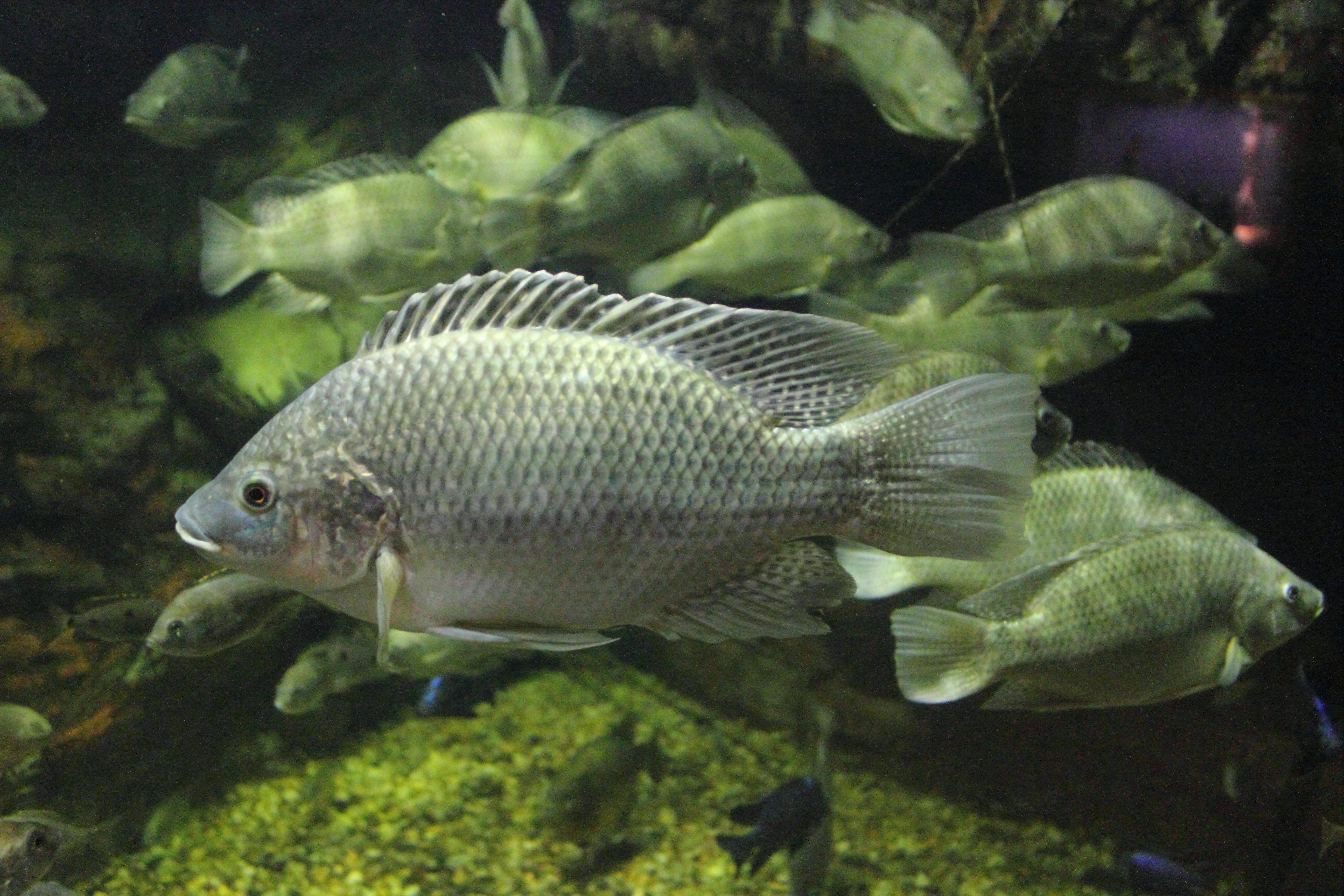 Freshwater Mozambique Tilapia