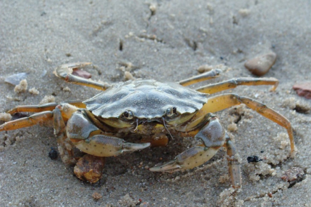 Brackishwater Mud Crab
