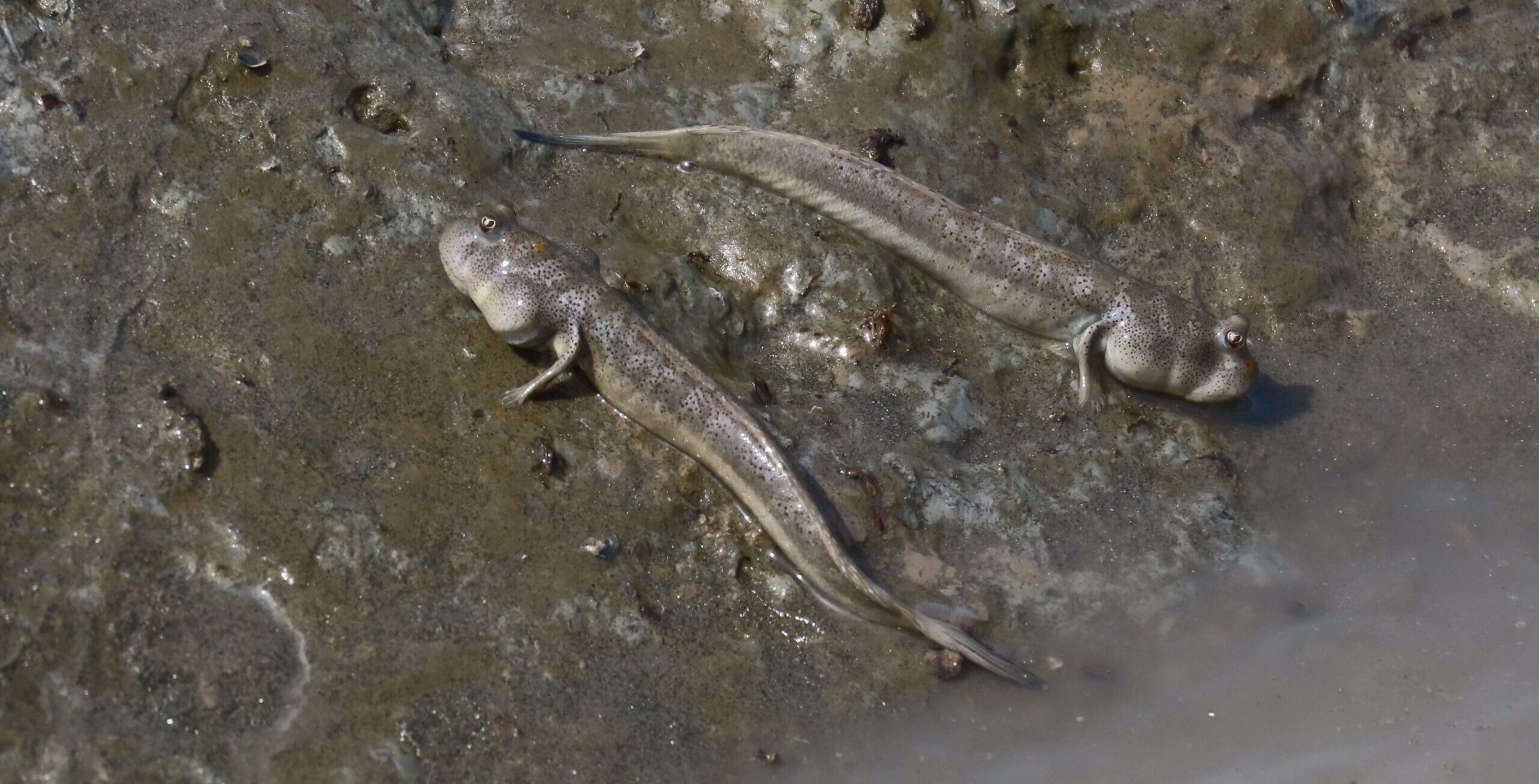 Brackishwater Mudskipper