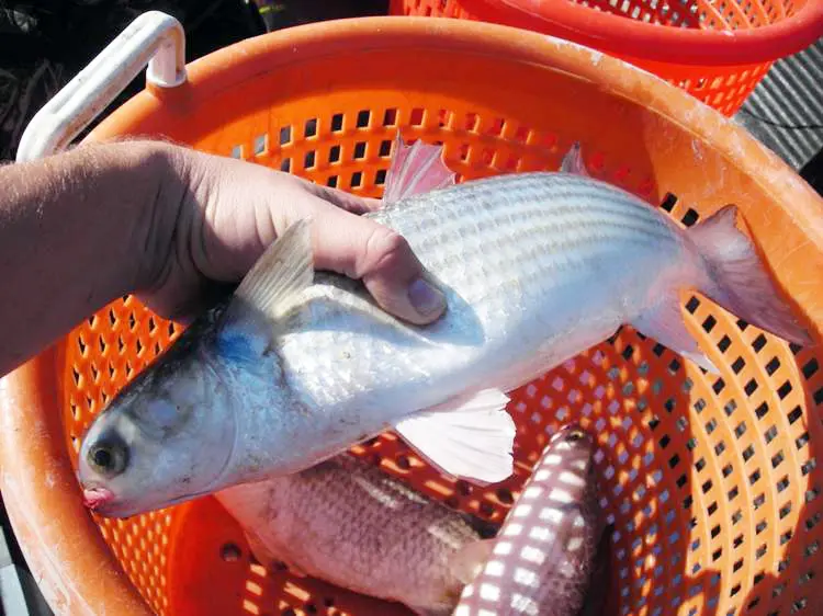 Brackishwater Mullet