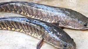 Freshwater Murrel