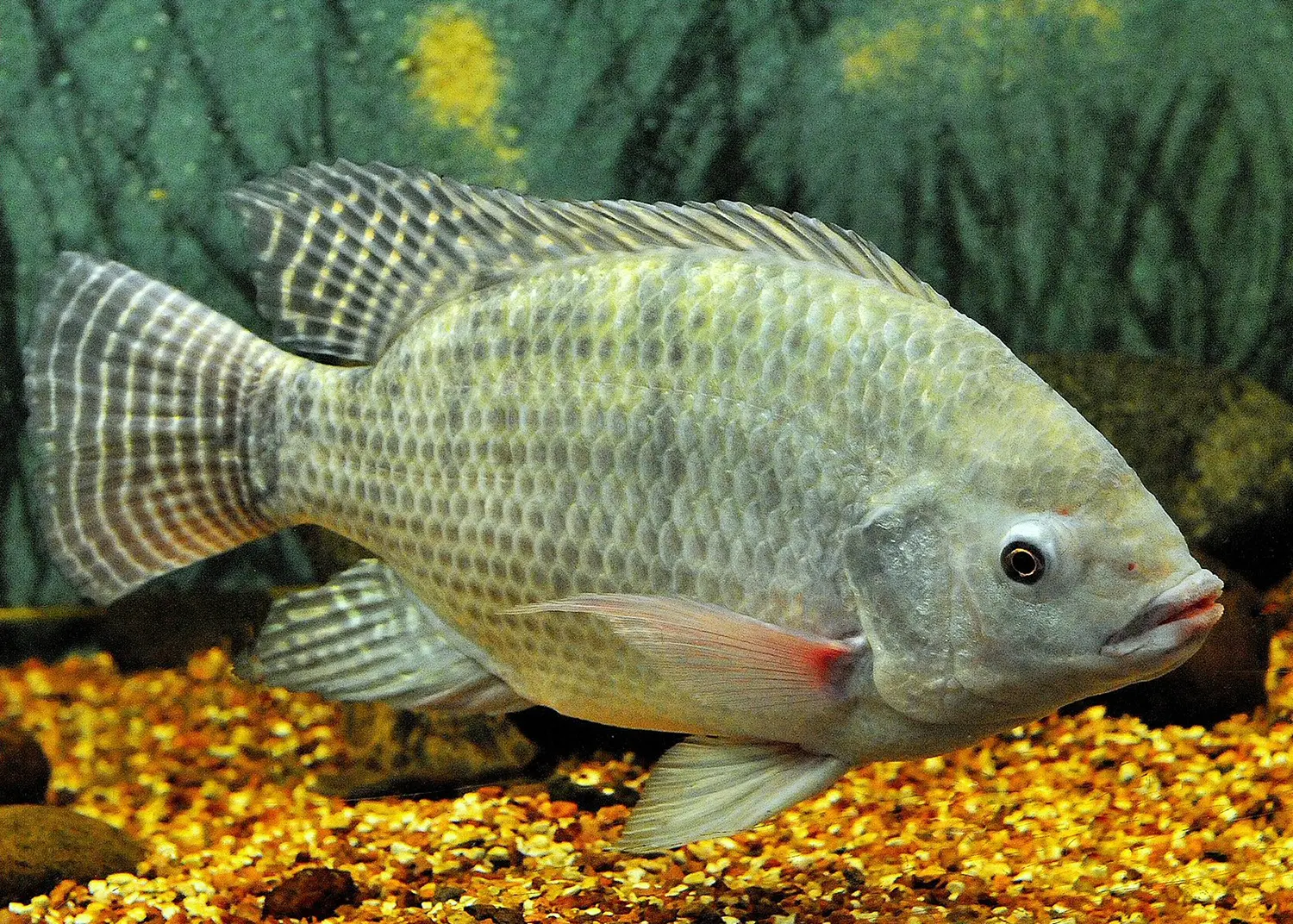 Freshwater Nile Tilapia