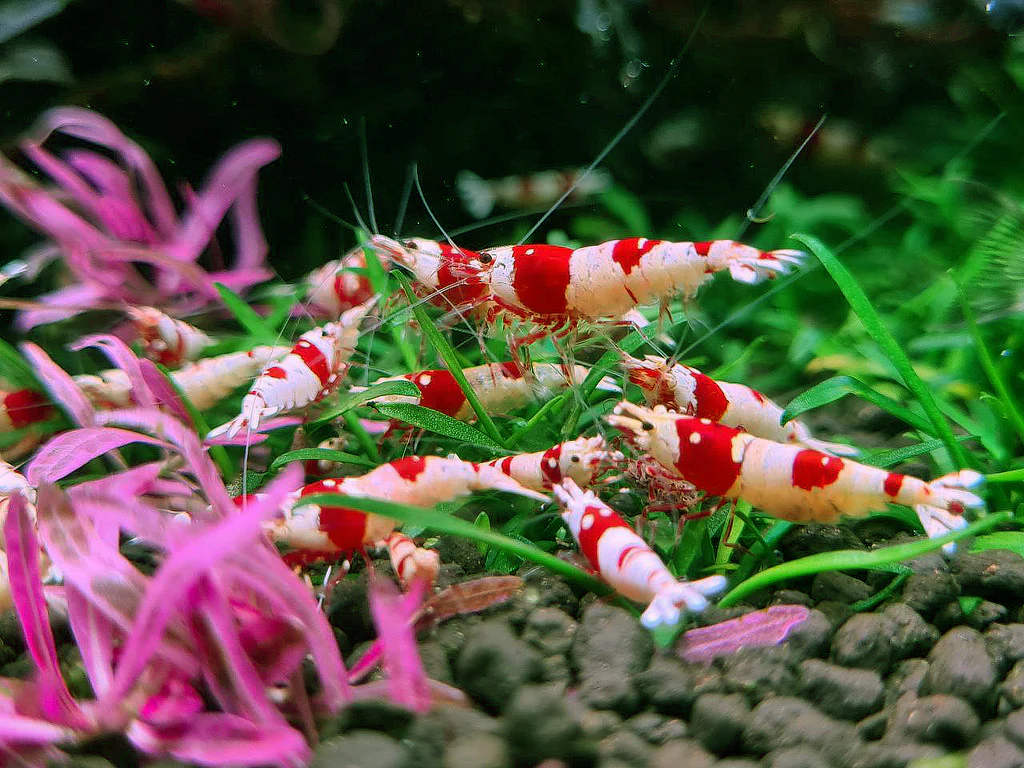 Ornamental Shrimp