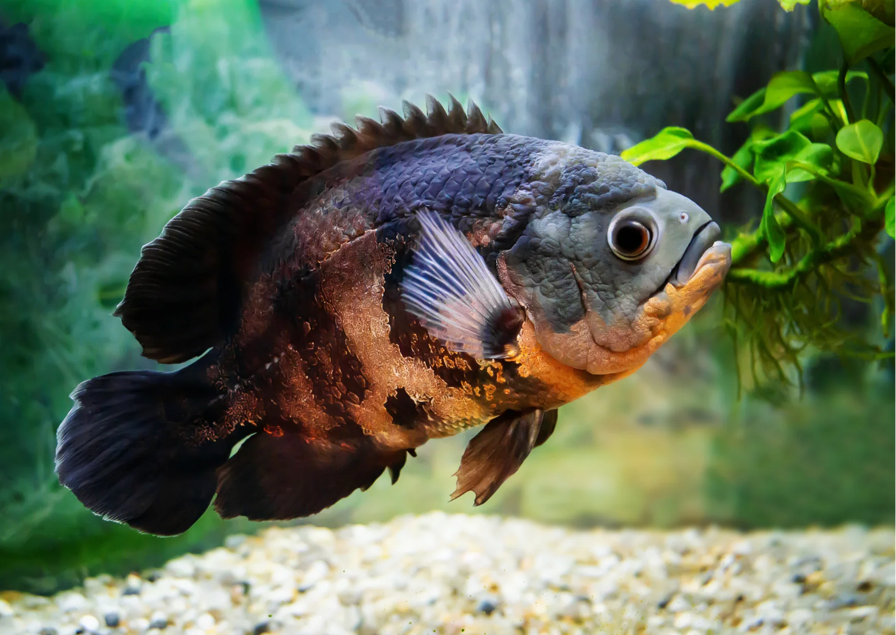 Freshwater Oscar