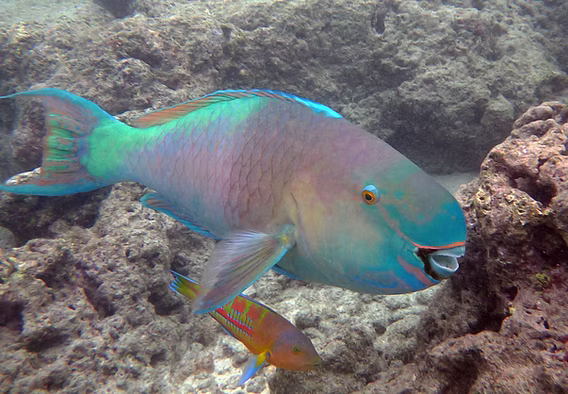 Marine Parrotfish
