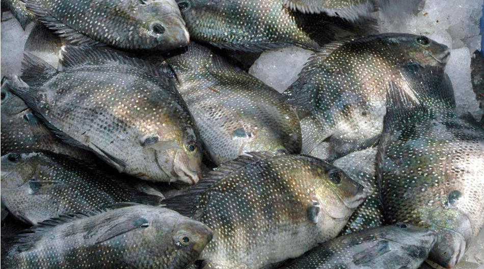 Brackishwater Pearl spot