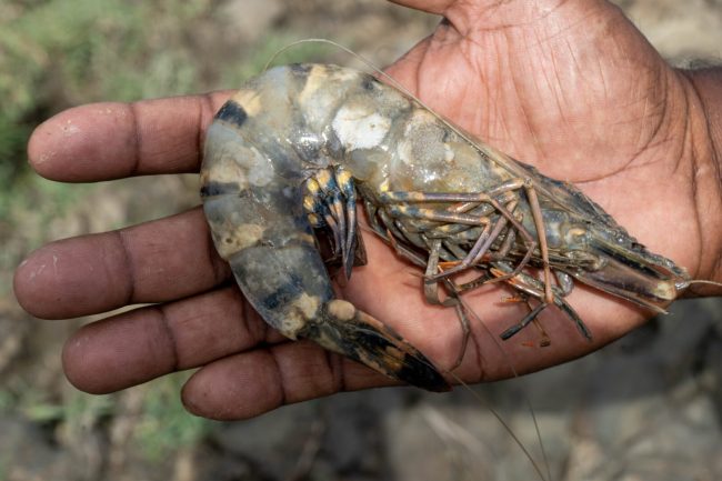 Brackishwater Prawn