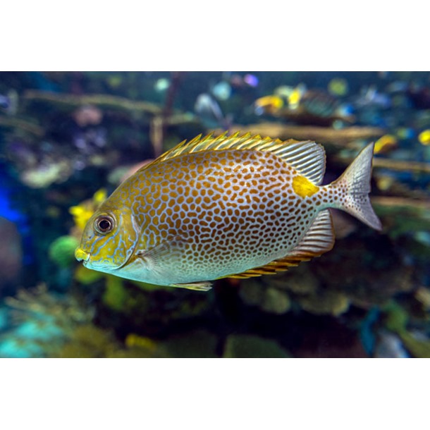 Marine Rabbitfish