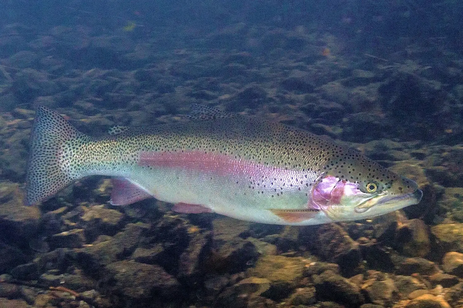 Rainbow Trout