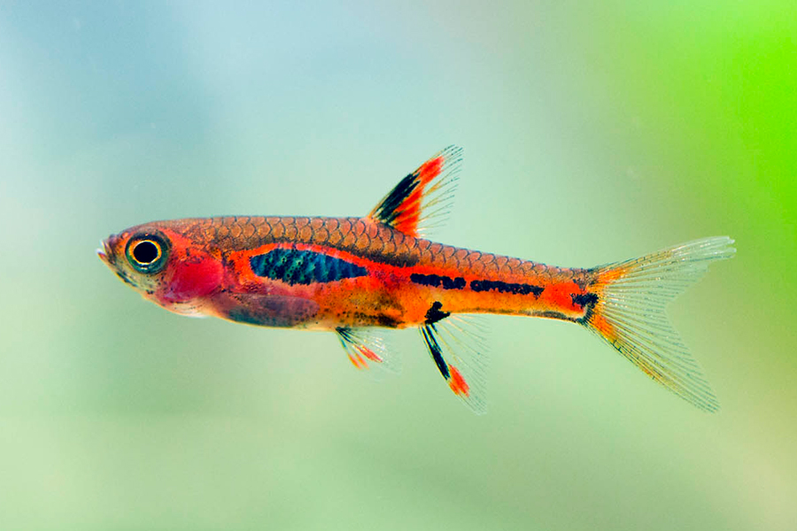 Freshwater Rasbora