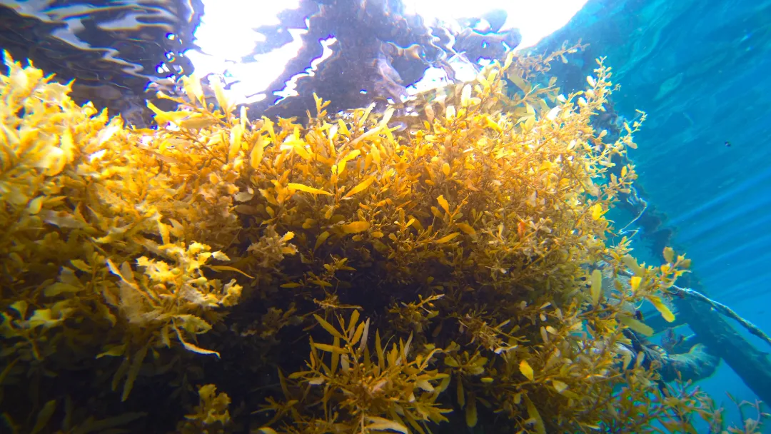 Marine Sargassum