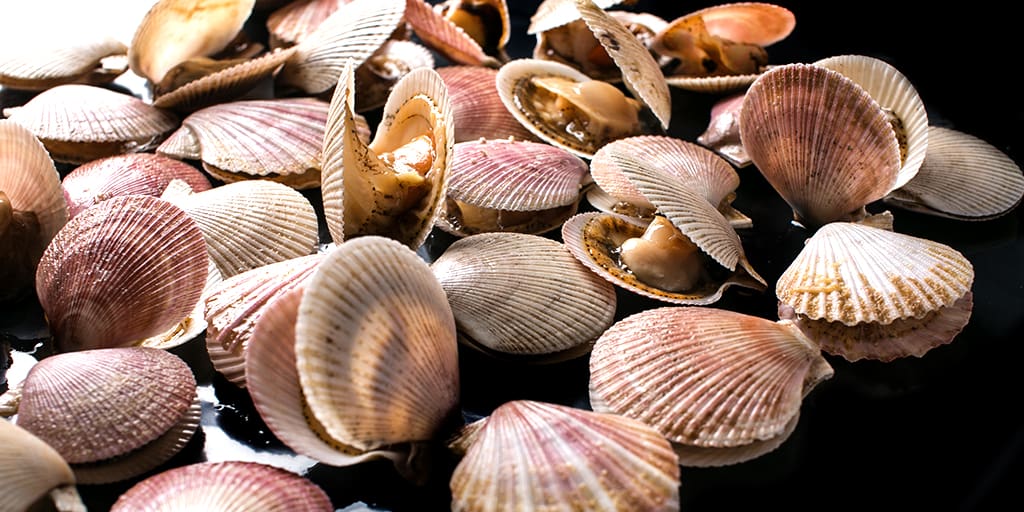 Marine Scallop