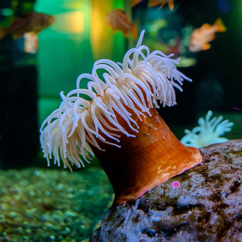 Sea Anemone