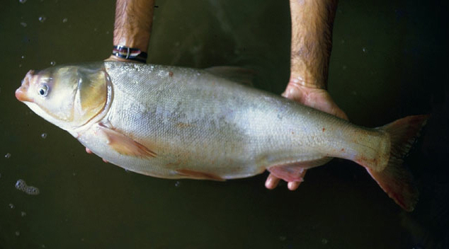 Freshwater Silver Carp