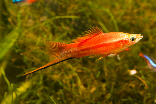 Freshwater Swordtail