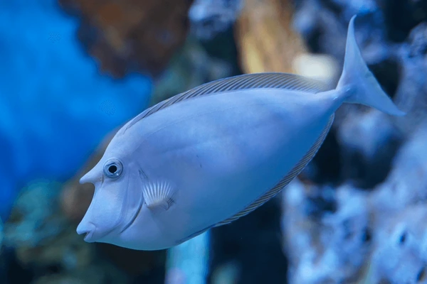 Marinewater Tangfish