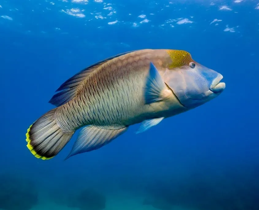 Marine Wrasse